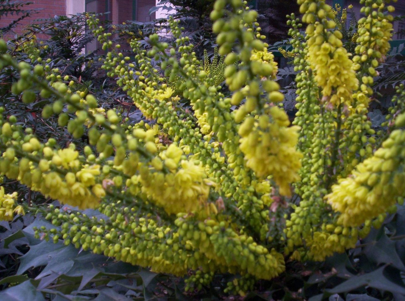 Mahonia sp. (pianta coltivata)